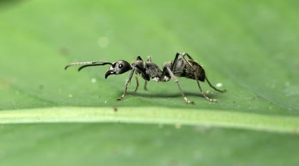 Ant, Black ant on the green leaf