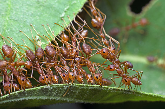 Red ant, Ant bridge unity team