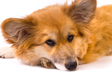 corgi fluffy portrait