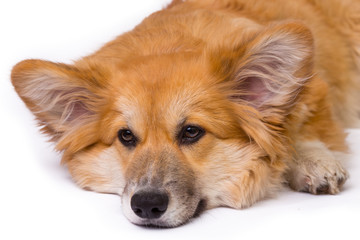 corgi fluffy portrait