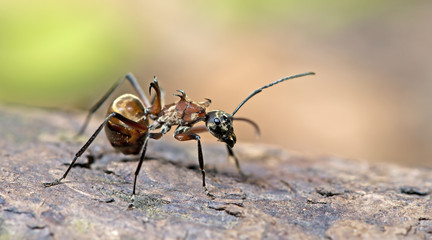 Ant, Red ant on the ground