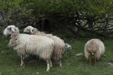 Group of sheep grazing under a tree. Of North Ossetia. North Caucasus.