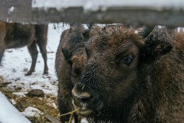 Feeding of European Bisons' Family in National Park