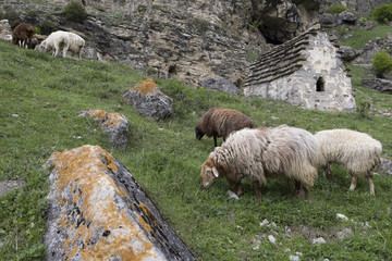 Sheep grazing adjacent to the family crypt. Of North Ossetia. North Caucasus.