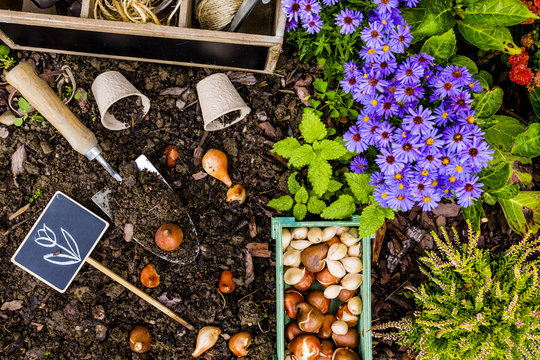 Spring planting bulbs of flowers in the garden. Gardening and planting. 