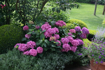 Bauernhortensien im Garten 5
