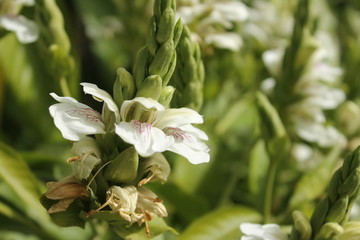 Flores de pétalos blancos en jardín