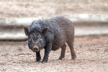 mammal pet pig in a black enclosure