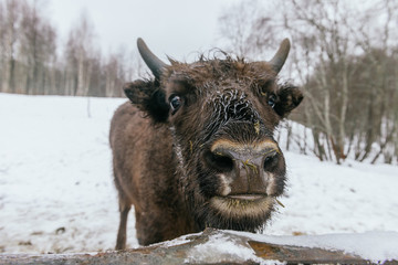 Close-Up of European Bison in National Park