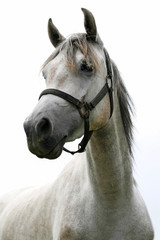Fototapeta na wymiar Peaceful arabian stallion posing on pasture springtime
