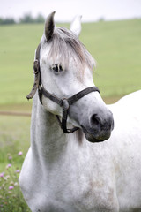 Portrait of a young grey colored stallion on pasture at animal farm