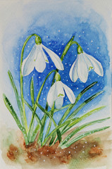 Blooming white snowdrop flowers in spring watercolor painting