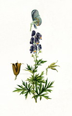 Aconite (Aconitum napellus) (from Meyers Lexikon, 1895, 7/568/569)