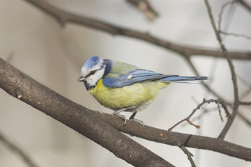 Eurasian blue tit, Cyanistes caeruleus, sitting in branches, closeup portrait, selective focus, shallow DOF