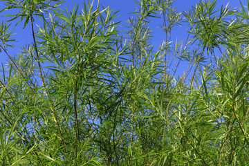 Summer background is made from branches with green leaves of a tropical tree