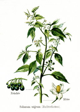 European black nightshade (Solanum nigrum) (from Meyers Lexikon, 1895, 7/568/569)