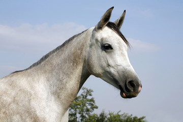 Closeup of a young purebred horse on pasture against natural blue sky