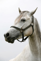 Purebred young shagya arabian horse posing against white background