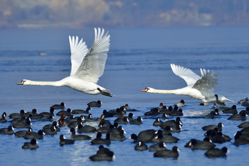Obraz premium Höckerschwäne im Flug