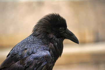 Raven Closeup