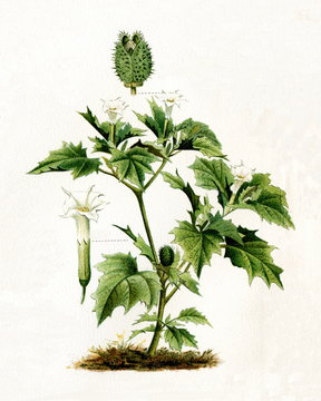 Jimsonweed (Datura stramonium) (from Meyers Lexikon, 1895, 7/568/569)