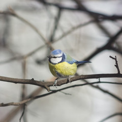 Eurasian blue tit, Cyanistes caeruleus, sitting in branches, closeup portrait, selective focus, shallow DOF