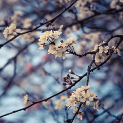 Close-up of Spring Blossoms