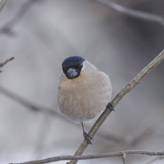 Fototapeta premium Brown Female of Eurasian Bullfinch, Pyrrhula pyrrhula, close-up portrait on branch with bokeh background, selective focus, shallow DOF