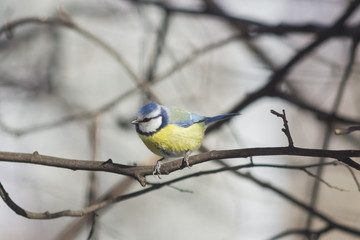 Eurasian blue tit, Cyanistes caeruleus, sitting in branches, closeup portrait, selective focus, shallow DOF