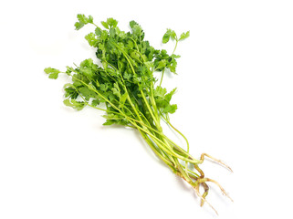 Coriander or parsley