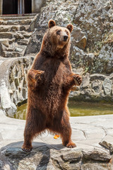 Brown bear standing on feet