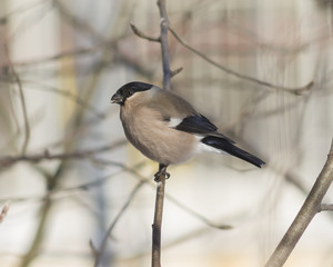 Obraz premium Brown Female of Eurasian Bullfinch, Pyrrhula pyrrhula, close-up portrait on branch with bokeh background, selective focus, shallow DOF