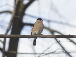 Brown Female of Eurasian Bullfinch, Pyrrhula pyrrhula, close-up portrait on branch with bokeh background, selective focus, shallow DOF