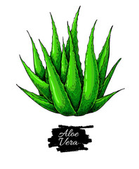 Aloe vera vector illustration. Hand drawn artistic isolated object on white background.