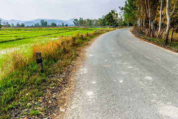 Thai agriculture