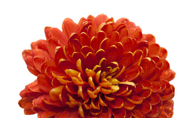 orange and yellow chrysanthemum