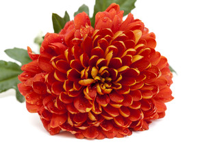orange and yellow chrysanthemum