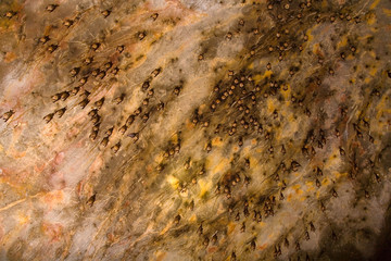 Many bats resting on the ceiling of the cave.