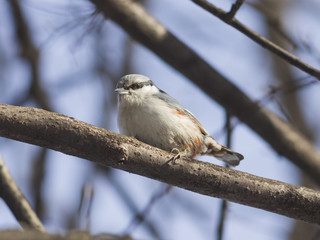 Eurasian or wood nuthatch, Sitta europaea, close-up portrait on tree, selective focus, shallow DOF