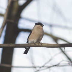 Brown Female of Eurasian Bullfinch, Pyrrhula pyrrhula, close-up portrait on branch with bokeh background, selective focus, shallow DOF