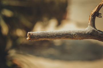 closeup of branch background
