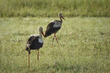 Two storks walking through grassland