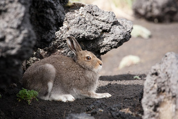 European hare sitting under a stone, he hides.