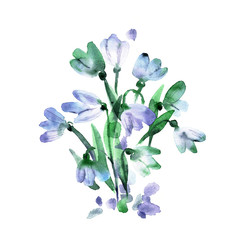 Fototapeta na wymiar Watercolor hand painted snowdrops isolated on a white background. Spring flowers. Invitation, wedding card, birthday card.