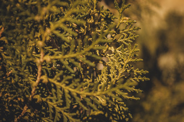 sunlight over green plants