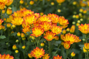 Chrysanthemum yellow at farm