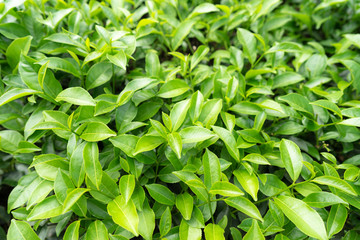 Green tea leaves in a tea plantation in morning