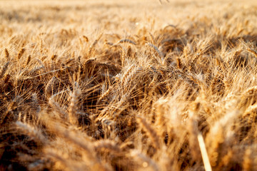 Fototapeta premium Wheat field. Ears of golden wheat. Beautiful sunset landscape.