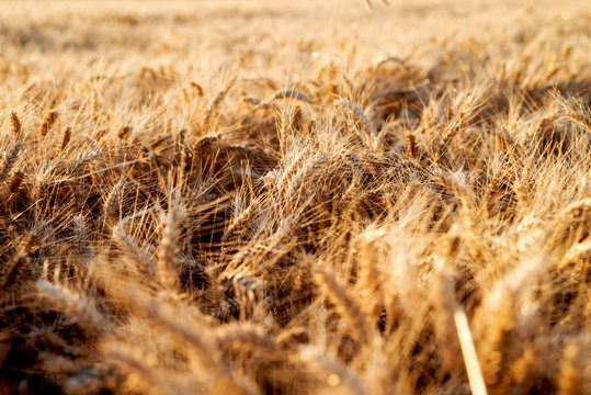 Wheat field. Ears of golden wheat. Beautiful sunset landscape.