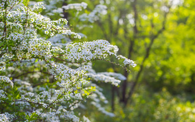 Warm, wonderful, beautiful and nice sunny day with bright cherry tree at the springtime  meadow